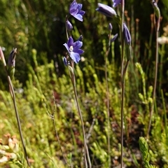 Thelymitra cyanea at Providence Portal, NSW - suppressed