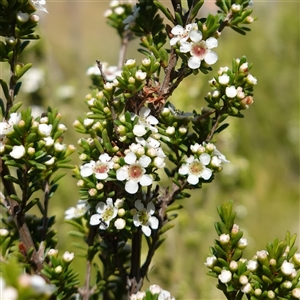 Baeckea utilis at Providence Portal, NSW - suppressed