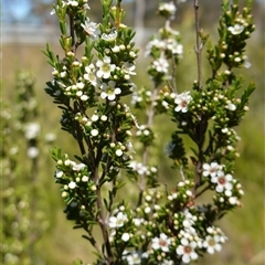 Baeckea utilis at Providence Portal, NSW - suppressed