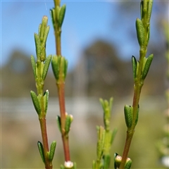 Baeckea utilis at Providence Portal, NSW - suppressed