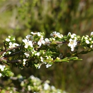 Baeckea utilis at Providence Portal, NSW - suppressed