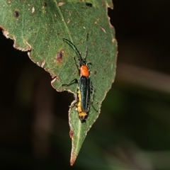 Chauliognathus tricolor (Tricolor soldier beetle) at Lawson, ACT - 12 Mar 2025 by AlisonMilton