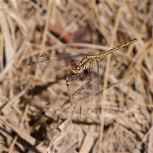 Diplacodes bipunctata at Bellmount Forest, NSW - 16 Feb 2025 by ConBoekel