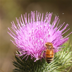 Apis mellifera at Bellmount Forest, NSW - 16 Feb 2025 11:15 AM