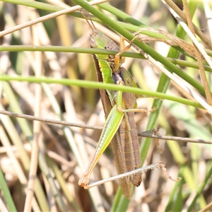 Bermius brachycerus at Bellmount Forest, NSW - 16 Feb 2025 11:22 AM