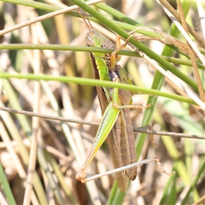 Bermius brachycerus (A grasshopper) at Bellmount Forest, NSW - 16 Feb 2025 by ConBoekel