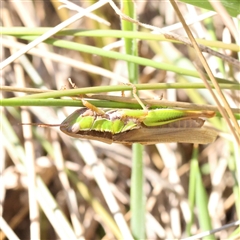 Bermius brachycerus at Bellmount Forest, NSW - 16 Feb 2025 11:22 AM