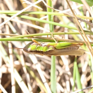 Bermius brachycerus at Bellmount Forest, NSW - 16 Feb 2025 11:22 AM