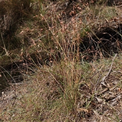 Themeda triandra (Kangaroo Grass) at Bellmount Forest, NSW - 16 Feb 2025 by ConBoekel