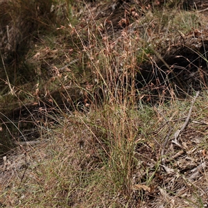 Themeda triandra at Bellmount Forest, NSW - 16 Feb 2025 11:29 AM
