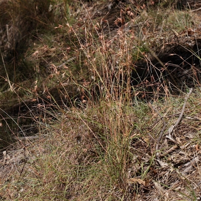 Themeda triandra (Kangaroo Grass) at Bellmount Forest, NSW - 16 Feb 2025 by ConBoekel