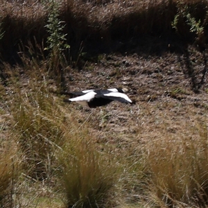 Gymnorhina tibicen (Australian Magpie) at Bellmount Forest, NSW - 16 Feb 2025 by ConBoekel