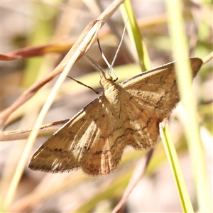 Scopula rubraria at Bellmount Forest, NSW - 16 Feb 2025 11:40 AM