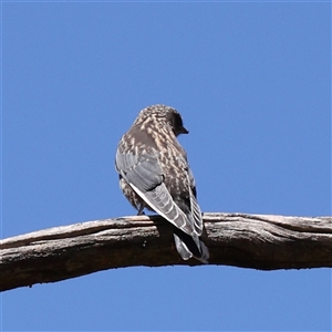 Artamus cyanopterus (Dusky Woodswallow) at Bellmount Forest, NSW - 16 Feb 2025 by ConBoekel