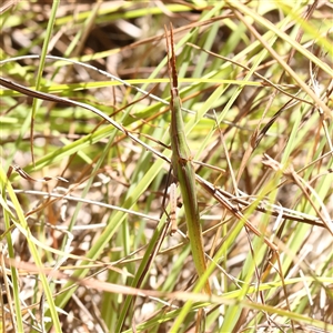 Acrida conica (Giant green slantface) at Bellmount Forest, NSW - 16 Feb 2025 by ConBoekel