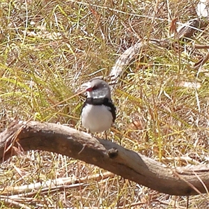 Stagonopleura guttata (Diamond Firetail) at Bellmount Forest, NSW - 16 Feb 2025 by ConBoekel