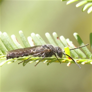 Thynnidae Family (Thynnid Flower Wasps) at Bellmount Forest, NSW - 16 Feb 2025 by ConBoekel