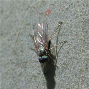 Unidentified True fly (Diptera) at Bellmount Forest, NSW - 16 Feb 2025 by ConBoekel