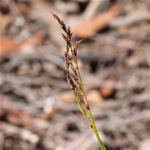 Lepidosperma laterale at Bellmount Forest, NSW - 16 Feb 2025 11:58 AM