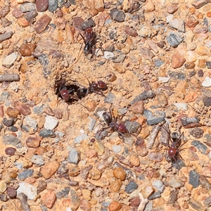 Iridomyrmex purpureus at Gundaroo, NSW - 16 Feb 2025 12:30 PM