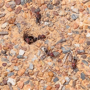 Iridomyrmex purpureus (Meat Ant) at Gundaroo, NSW - 16 Feb 2025 by ConBoekel