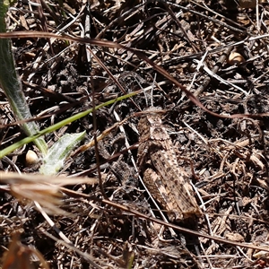 Peakesia hospita at Gundaroo, NSW - 16 Feb 2025 12:38 PM