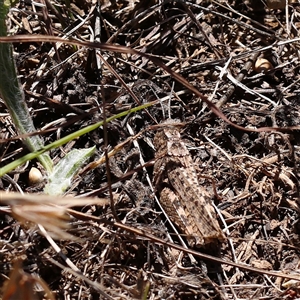 Peakesia hospita (Common Peakesia Grasshopper) at Gundaroo, NSW - 16 Feb 2025 by ConBoekel