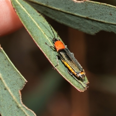 Chauliognathus tricolor (Tricolor soldier beetle) at Kaleen, ACT - 12 Mar 2025 by AlisonMilton