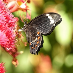 Papilio aegeus (Orchard Swallowtail, Large Citrus Butterfly) at Acton, ACT - 13 Mar 2025 by g4vpmuk