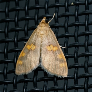 Rehimena surusalis at suppressed - suppressed
