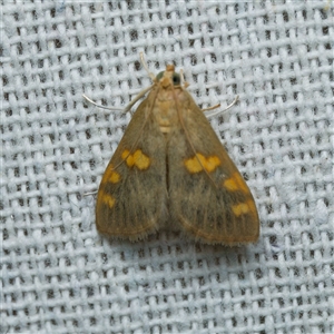 Rehimena surusalis at suppressed - suppressed