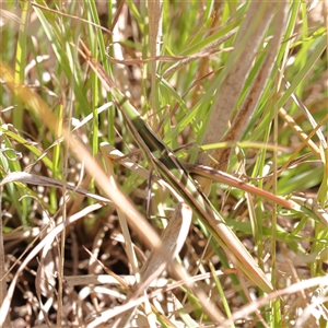 Acrida conica (Giant green slantface) at Gundaroo, NSW - 16 Feb 2025 by ConBoekel