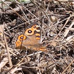 Junonia villida (Meadow Argus) at Gundaroo, NSW - 16 Feb 2025 by ConBoekel