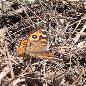 Junonia villida (Meadow Argus) at Gundaroo, NSW - 16 Feb 2025 by ConBoekel