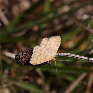 Scopula rubraria at Gundaroo, NSW - 16 Feb 2025 12:46 PM