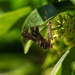 Graphium macleayanum (Macleay's Swallowtail) at Acton, ACT - Today by g4vpmuk