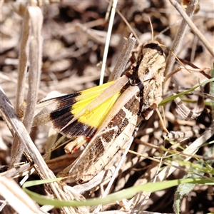 Gastrimargus musicus (Yellow-winged Locust or Grasshopper) at Gundaroo, NSW - 16 Feb 2025 by ConBoekel