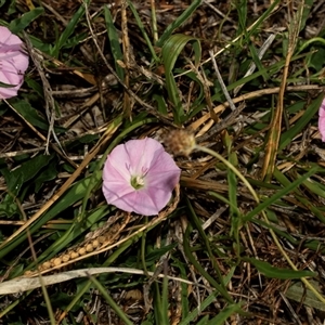 Convolvulus angustissimus subsp. angustissimus at Lawson, ACT - 12 Mar 2025 09:53 AM