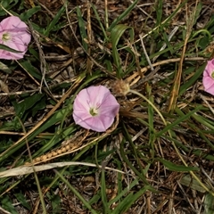 Convolvulus angustissimus subsp. angustissimus at Lawson, ACT - 12 Mar 2025 09:53 AM