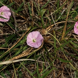 Convolvulus angustissimus subsp. angustissimus at Lawson, ACT - 12 Mar 2025 09:53 AM