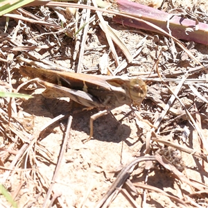 Gastrimargus musicus (Yellow-winged Locust or Grasshopper) at Gundaroo, NSW - 16 Feb 2025 by ConBoekel