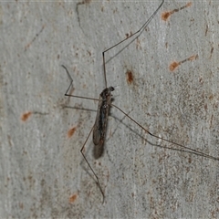 Unidentified Crane fly, midge, mosquito or gnat (several families) at Scullin, ACT - 10 Mar 2025 by AlisonMilton