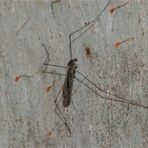 Symplecta (Trimicra) pilipes (A limoniid crane fly) at Scullin, ACT - 10 Mar 2025 by AlisonMilton