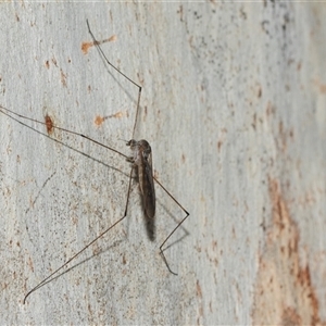 Symplecta (Trimicra) pilipes at Scullin, ACT - 10 Mar 2025 02:51 PM