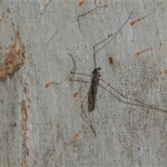 Symplecta (Trimicra) pilipes at Scullin, ACT - 10 Mar 2025 02:51 PM