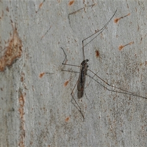 Symplecta (Trimicra) pilipes at Scullin, ACT - 10 Mar 2025 02:51 PM