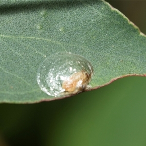 Glycaspis sp. (genus) at Higgins, ACT - 4 Mar 2025 by AlisonMilton