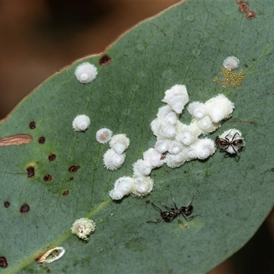 Glycaspis sp. (genus) at Scullin, ACT - 10 Mar 2025 by AlisonMilton