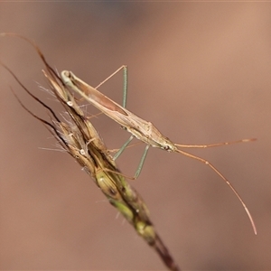 Mutusca brevicornis (A broad-headed bug) at Hawker, ACT - 12 Mar 2025 by debhart