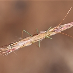 Mutusca brevicornis at Hawker, ACT - 12 Mar 2025 01:06 PM